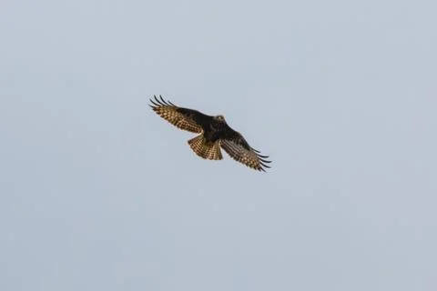 Flying hawk goshawk seeking prey Stock Photos