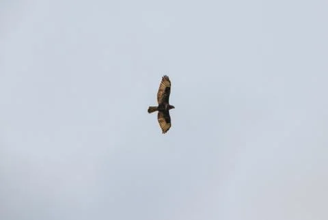 Flying hawk goshawk seeking prey Stock Photos