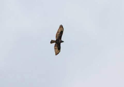 Flying hawk goshawk seeking prey Stock Photos