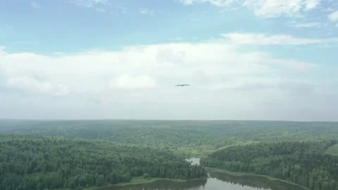 Flying hawk high in the sky among the clouds. fast flying bird of prey Stock Footage 160125305