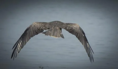 Flying hawk kite Stock Photos