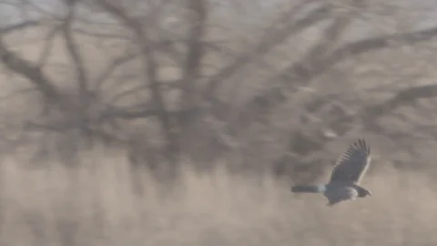 Flying Hawk Landing Stock Footage 82915383