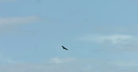 Bird of prey in meadow at sunset. Lens 2, Stock Video