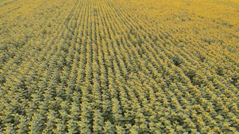 Flying at a height over a field of sunflower planted in rows during the day. Stock Footage 138697207