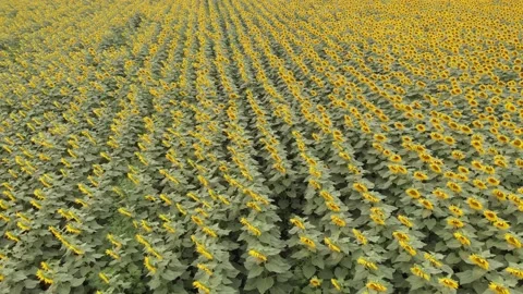Flying at a height over a field of sunflower planted in rows. Stock Footage 138749265