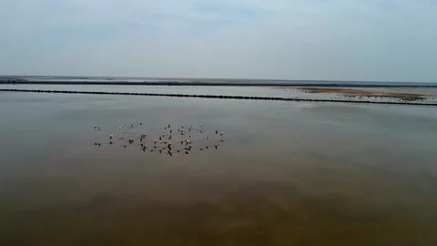 Flying herd of storks on the sea nature Stock Footage 137572807