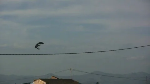 Flying Heron 库存影片 536289