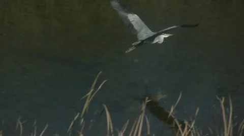 Flying Heron 库存影片 561371