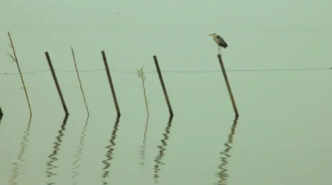 Flying heron 스톡 동영상 695021