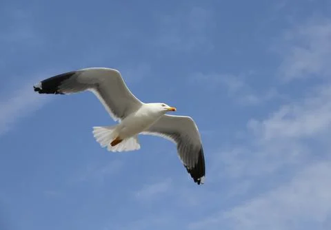 Flying herring gull Stock Photos