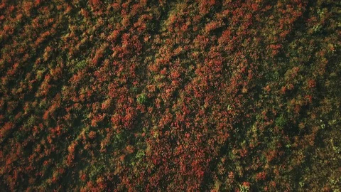Flying high above a field full of poppies that seems like a texture Stock Footage 128467611