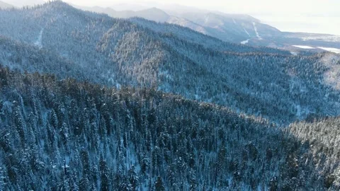 Flying high up above pine trees in the mountains. Stock Footage
