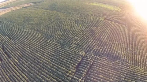 Flying high above the soybeans Video stock 54160650