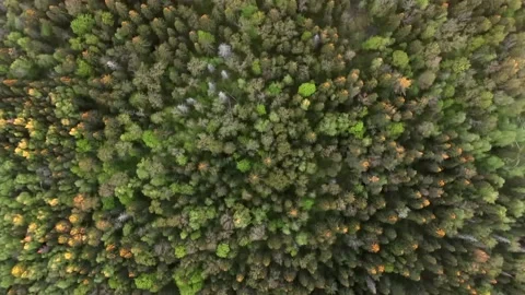 Flying at high altitude above the forest in the rays of the setting sun Stock Footage 131069787