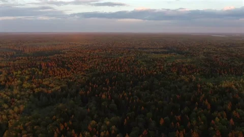 Flying at high altitude above the forest in the rays of the setting sun Video stock 131069887