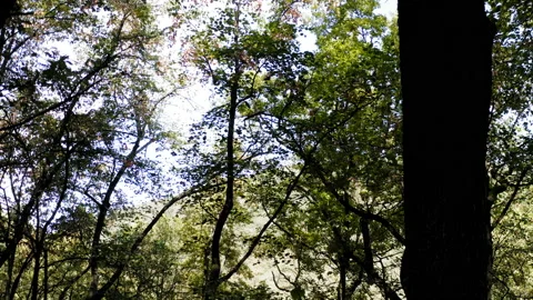 Flying high by an old trunk in the middle of a thick forest Stockbeeldmateriaal 140539332