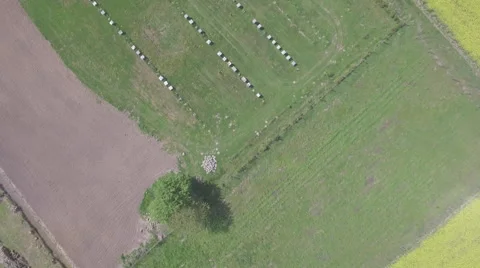 Flying high over rows of beehives among the rapeseed fields Video stock 63970190