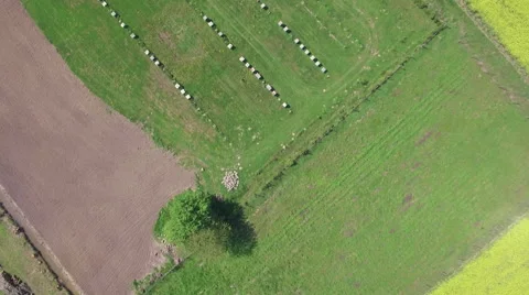 Flying high over rows of beehives among the rapeseed fields Video stock 63970517