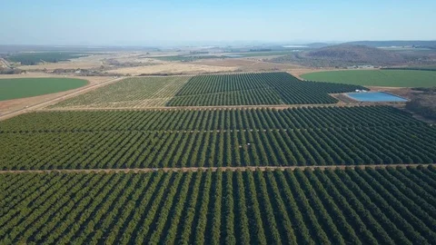 Flying high over rows of orange trees in neatly organized plantation Stock-Footage 81202144