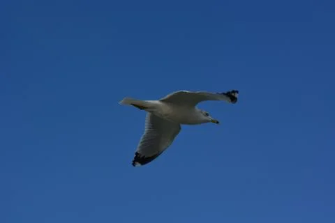 A flying high seagull Stock Photos