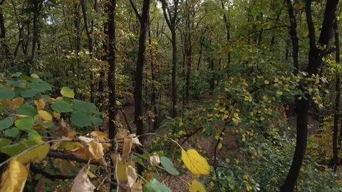 Flying high through the forest Video stock 261602810