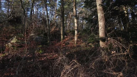 Flying up a hill between trees Stock Footage 147334751