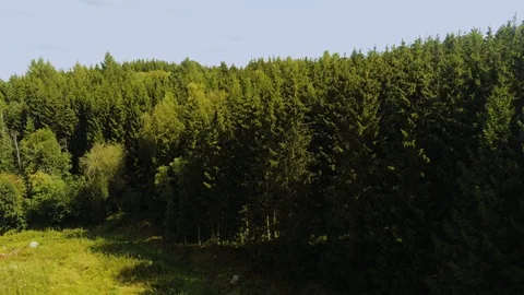 Flying from hill over forest Stock Footage 115317387