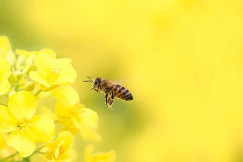 Flying honey bee collecting bee pollen from yellow rapeseed blossom. Bee Stock Photos