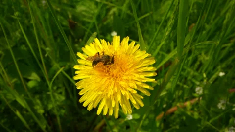 Flying honey bee collecting pollen in organic rapeseed field with rapeseed in Stock-Footage 240562453