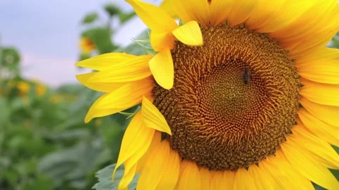 Flying honey bee covered with pollen collecting nectar from yellow sunflower. Stock Footage 169386709