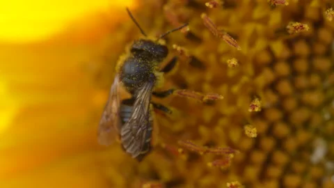 Flying honey bee covered with pollen collecting nectar from sunflower close up. Stock Footage 219986088