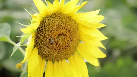 Flying honey bee covered with pollen collecting nectar from yellow sunflower Stock Footage 234917423