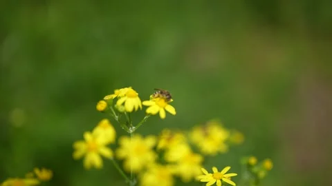 Flying honey bee covered with pollen collecting nectar from yellow flower in Stock Footage 264109978