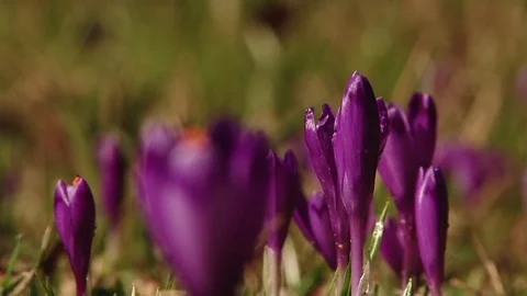 Flying honey bee on crocus flower in spring Stock Footage 73319518