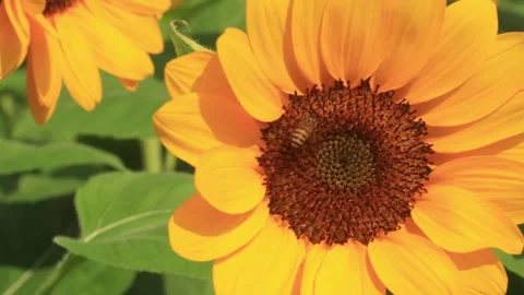 Flying honey bee. Stock Footage 267867315