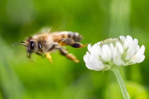 Flying honey bee Stock Photos