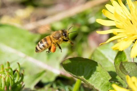 Flying honey bee Stock Photos