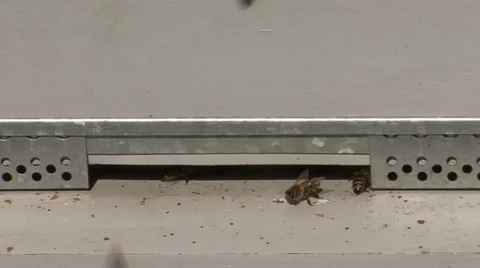 Flying honey bees in the hive Stock-Footage 36112401