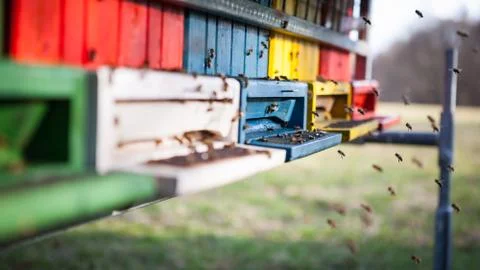 Flying honey bees Stock Photos