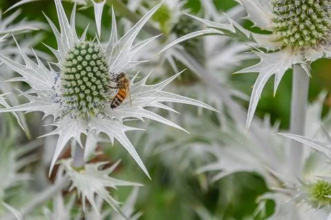 Flying honey bees Stock Photos