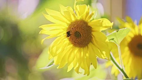 Flying honey bumblebee collecting nectar from yellow sunflower close up. Stock Footage 242424542