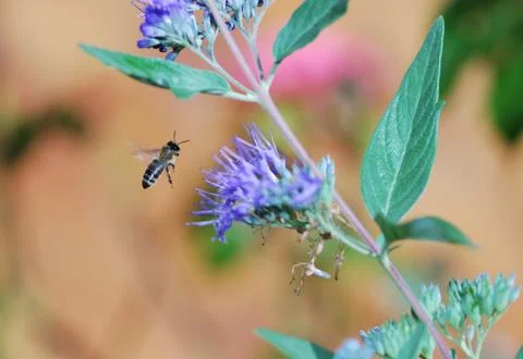 Flying honeybee Stock Photos