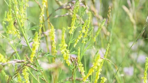 Flying hoverfly on a flowering meadow Stock Footage 220672240