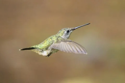 Flying Hummingbird Stock Photos