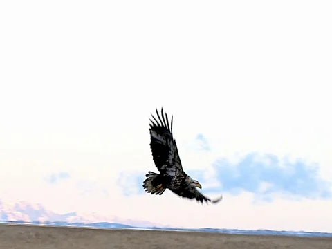 Flying Immature Bald Eagle Circles Over Other Feeding Eagles and Lands, w audio Stock Footage 124354571