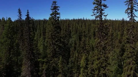Flying Inbetween Coniferous Trees Video stock 203235640