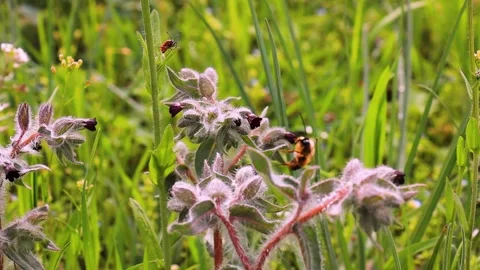 Flying Insect and Bee Around Wildflowers 120fps Macro Video Stock Footage 308366142