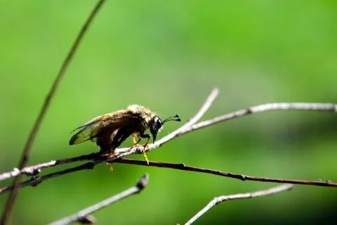Flying insect on branch macro Stock Photos