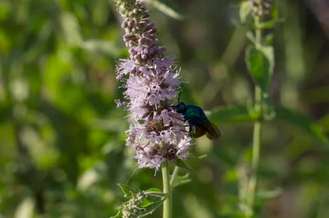 Flying insect drinking flower nectar. Stock Photos