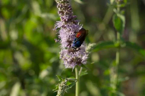 Flying insect drinking flower nectar. Stock Photos